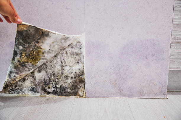 Reliable Penns Grove, NJ Mold Removal Solutions